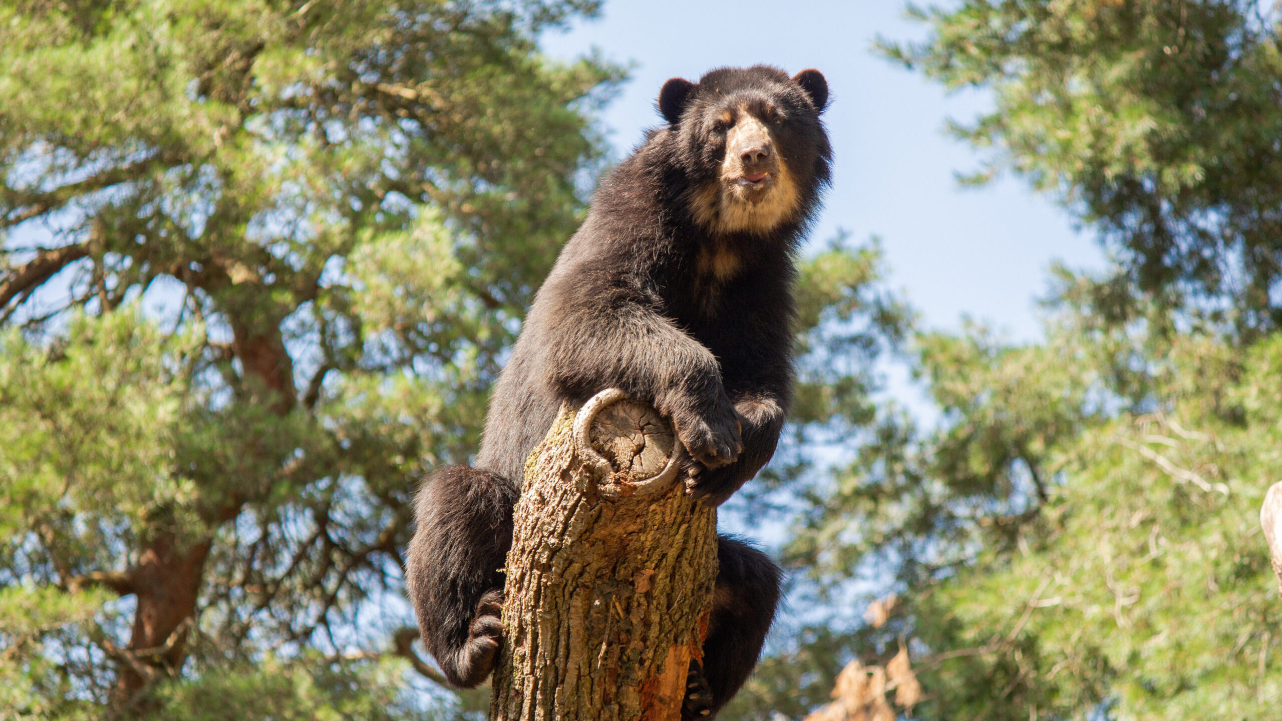 Wildlife Fund doneert recordbedrag