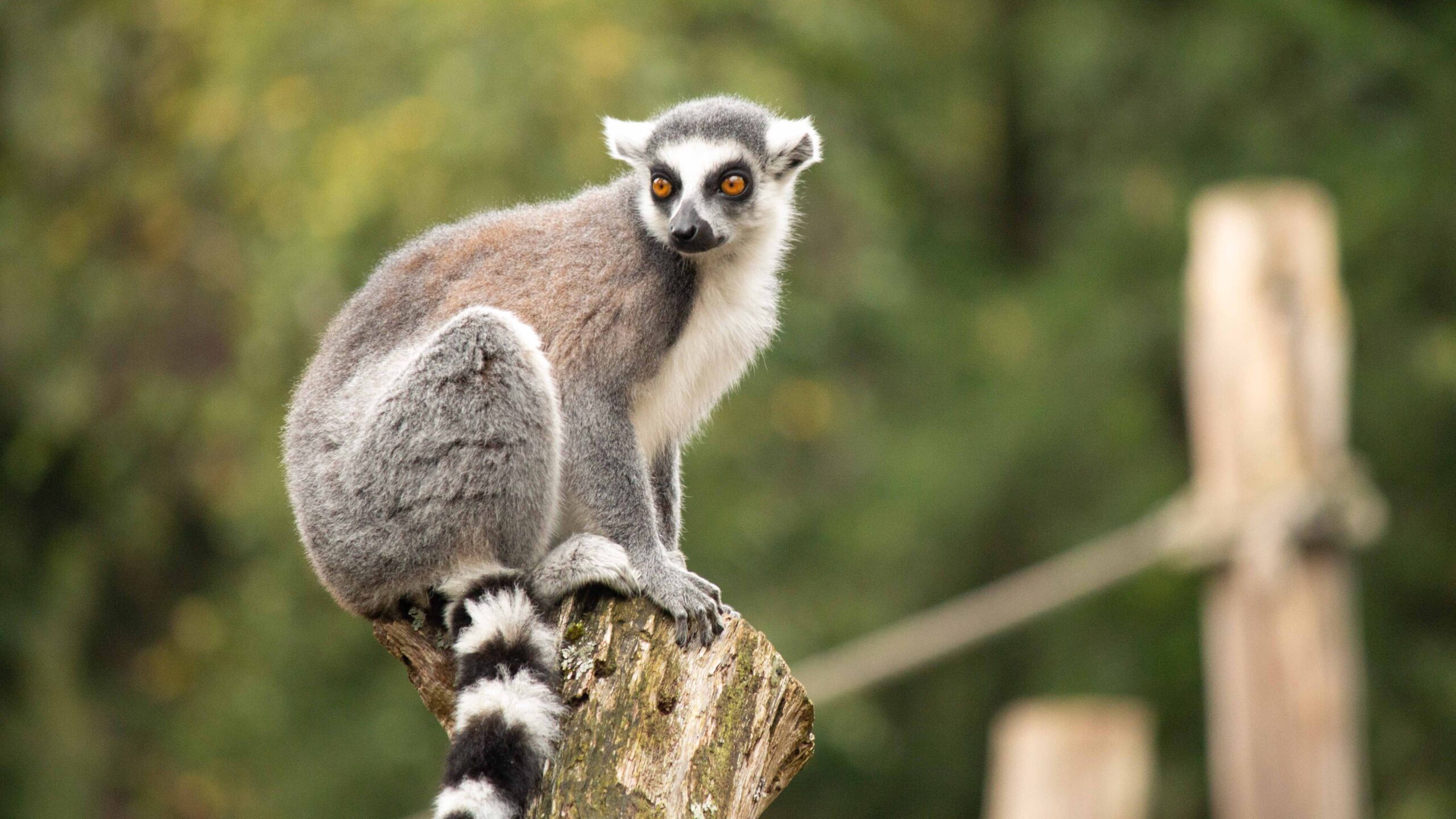 Wildlife Fund doneert recordbedrag