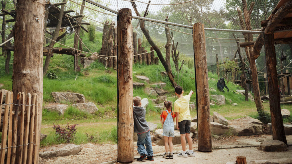 Chimpanseevallei DierenPark Amersfoort