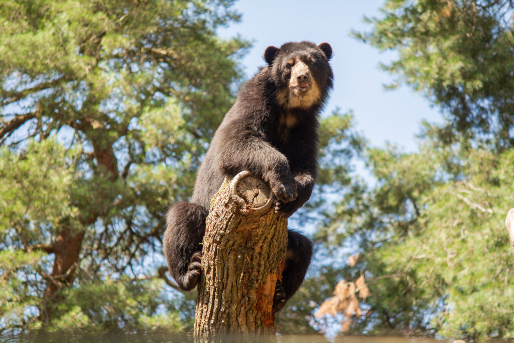 Brilbeer in DierenPark Amersfoort