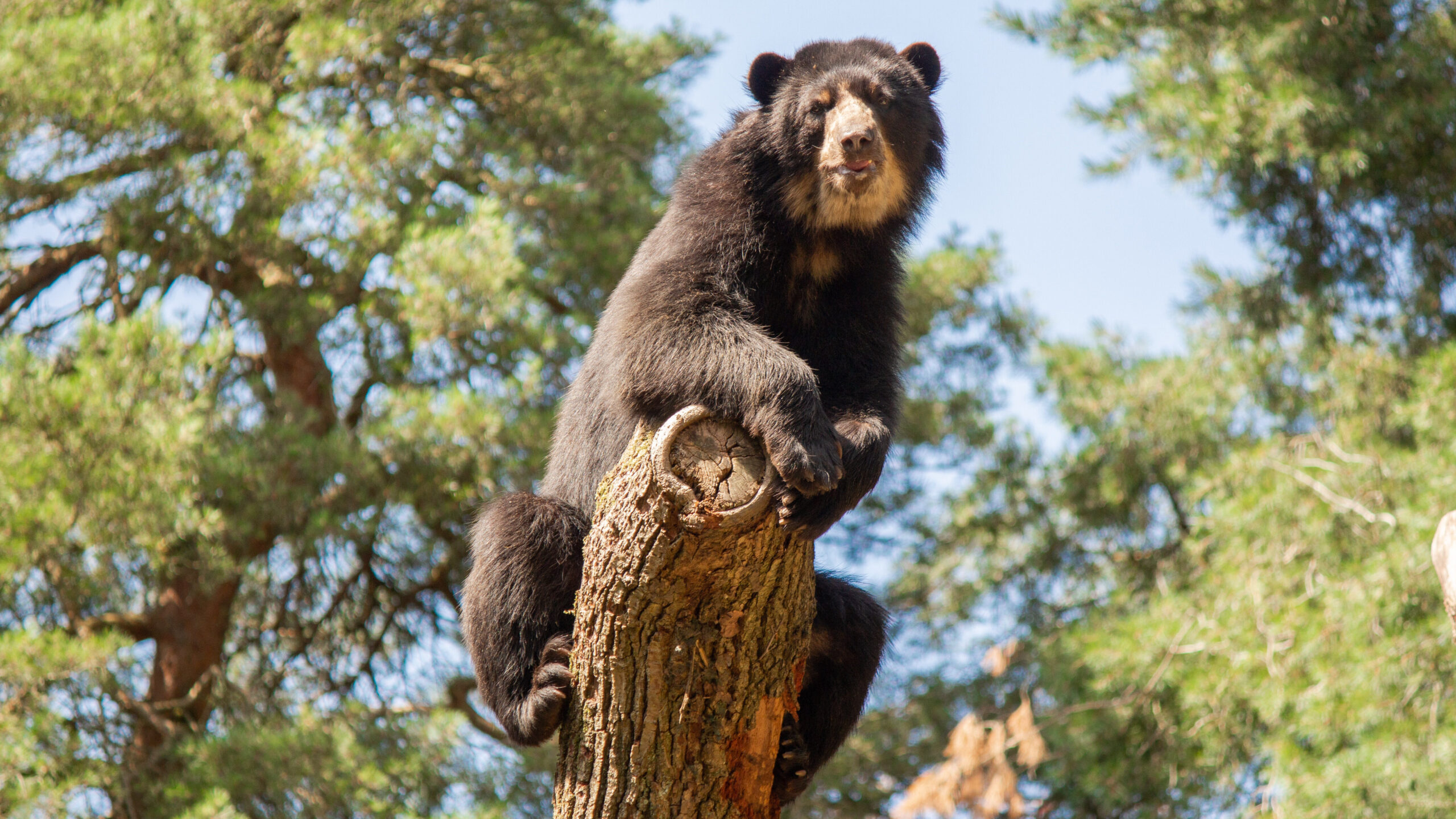 Brilbeer in DierenPark Amersfoort