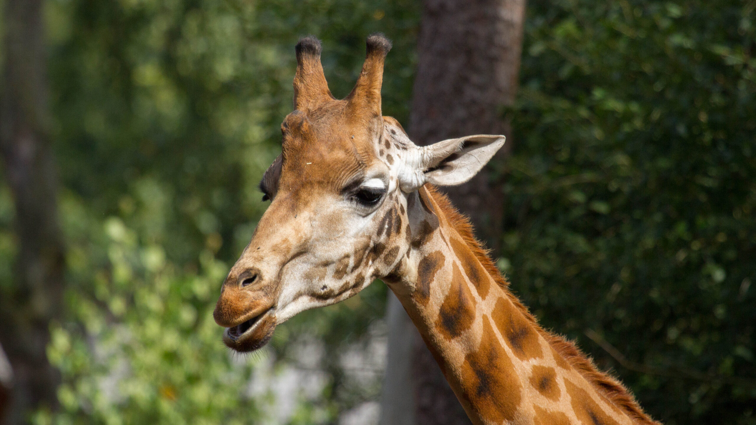 Bescherm de natuur in jouw buurt - DierenPark Amersfoort