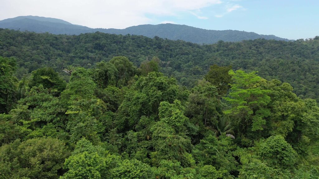 Recordbedrag voor luiaards in Costa Rica dankzij bezoekers van DierenPark Amersfoort