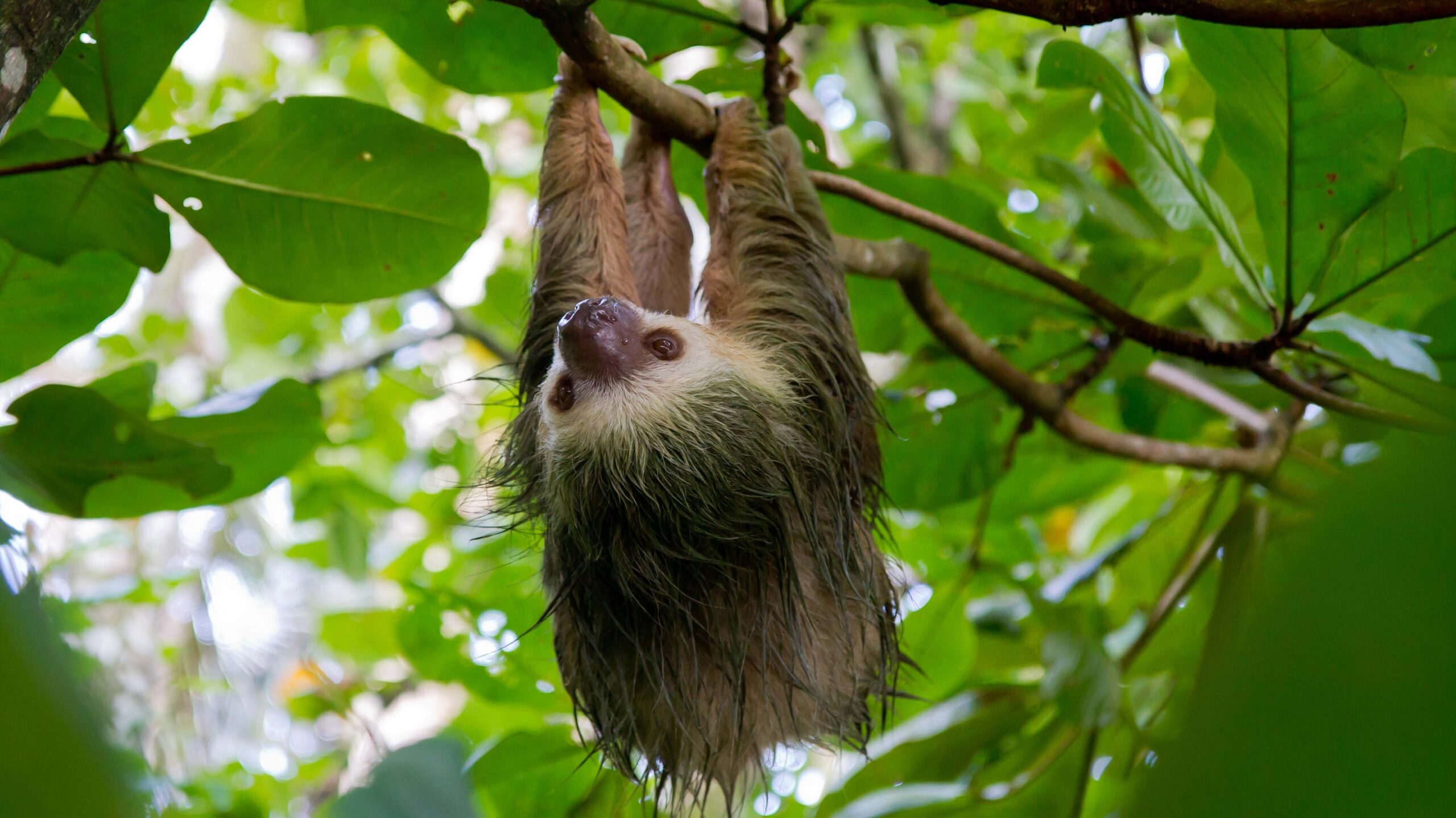 Recordbedrag voor luiaards in Costa Rica dankzij bezoekers van DierenPark Amersfoort