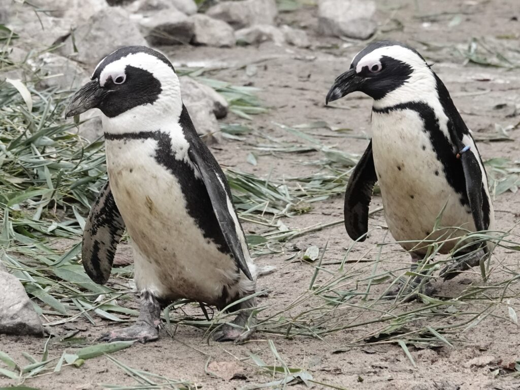 Zwartvoetpinguin - DierenPark Amersfoort
