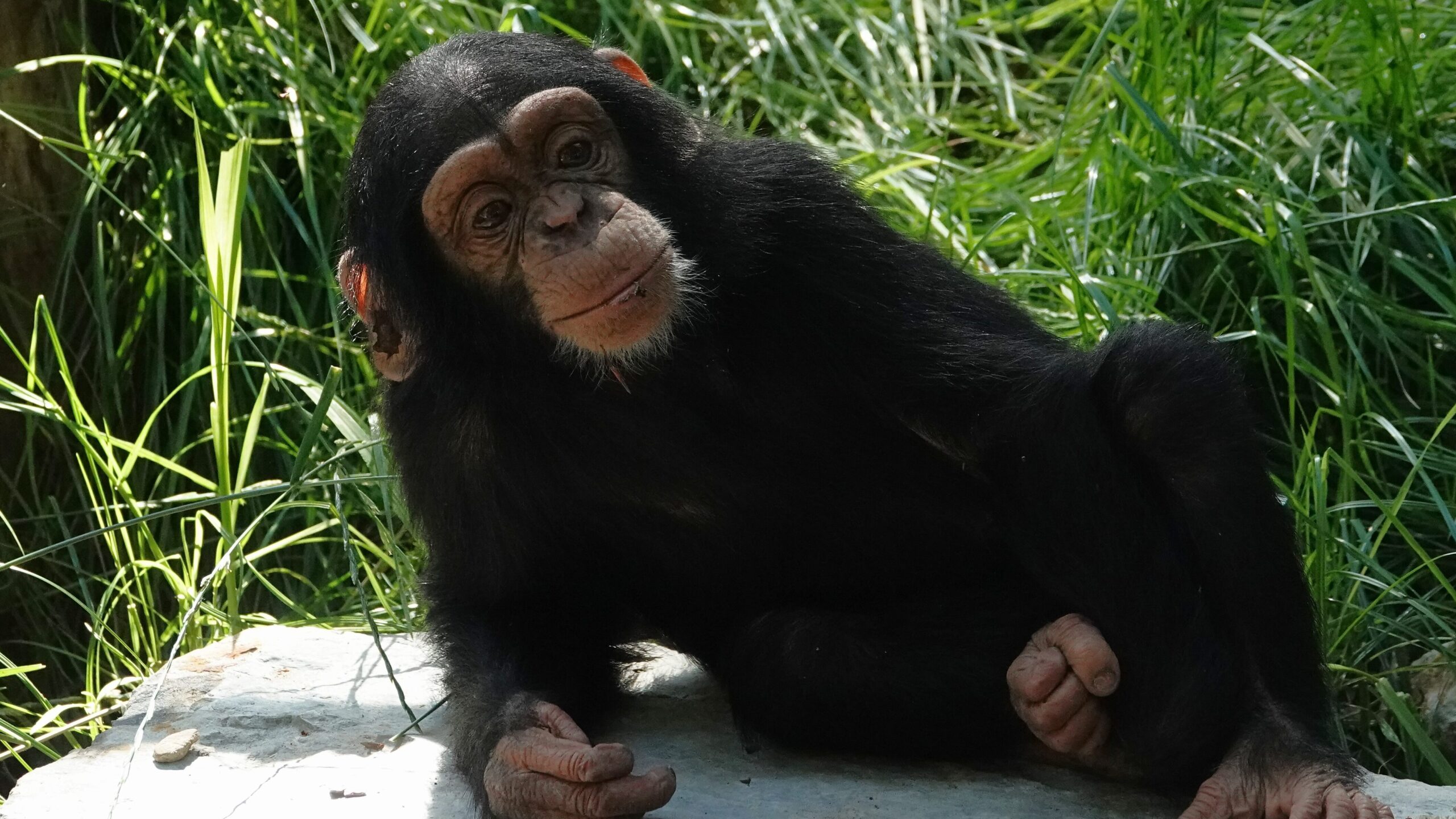 Hoe slapen dieren? - DierenPark Amersfoort