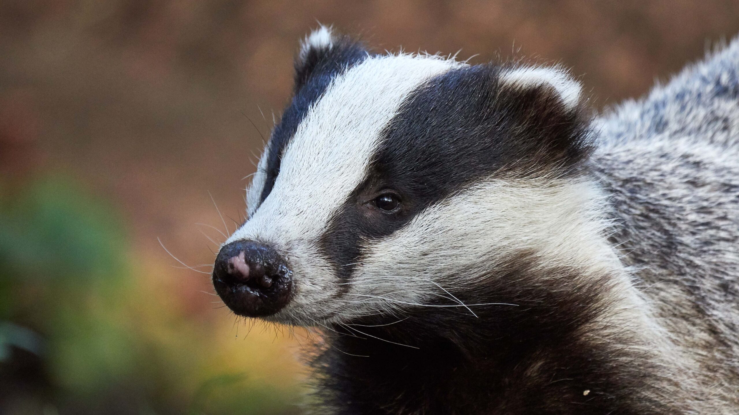 Hoe slapen dieren? - DierenPark Amersfoort