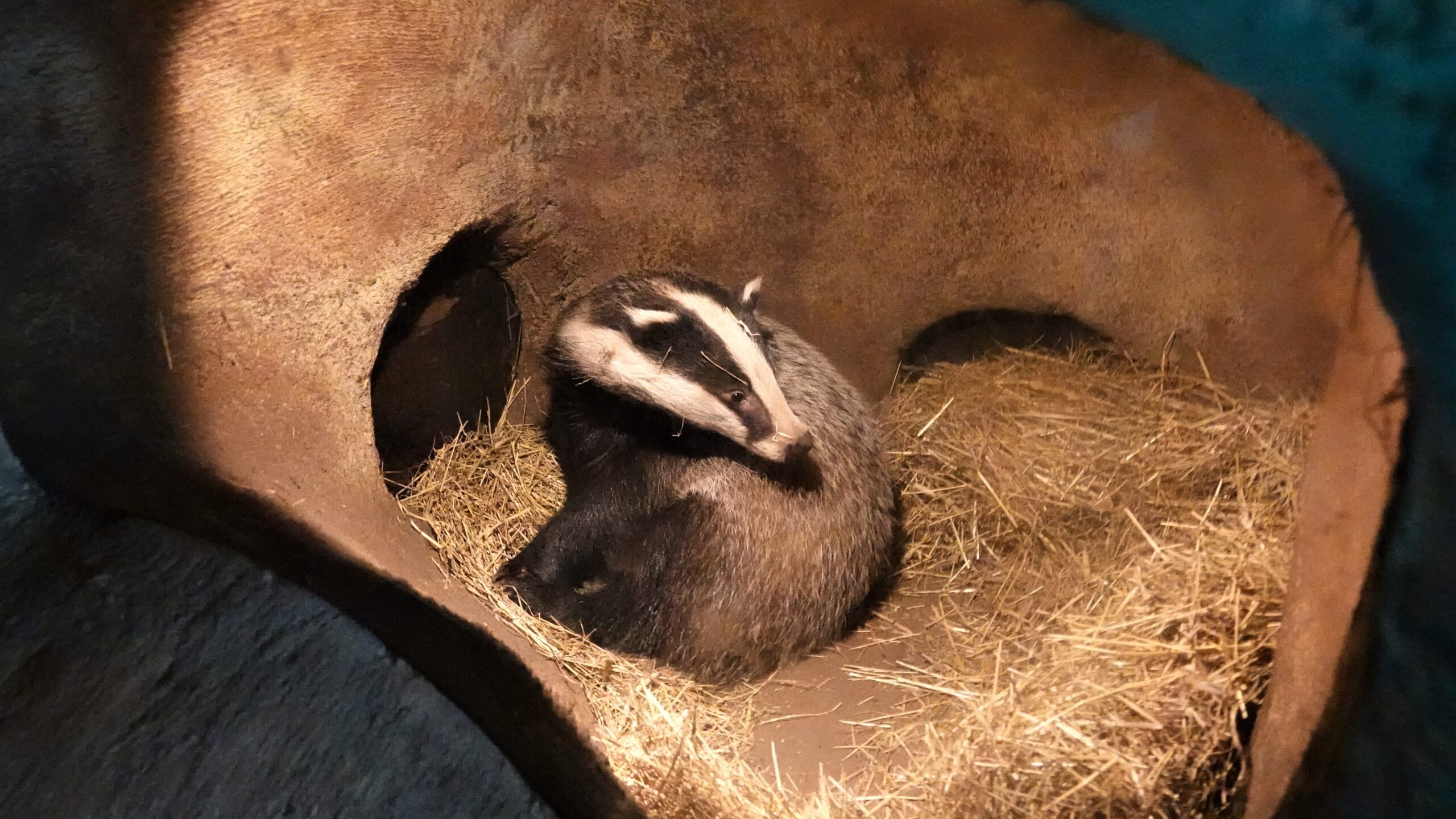 Hoe slapen dieren? - DierenPark Amersfoort