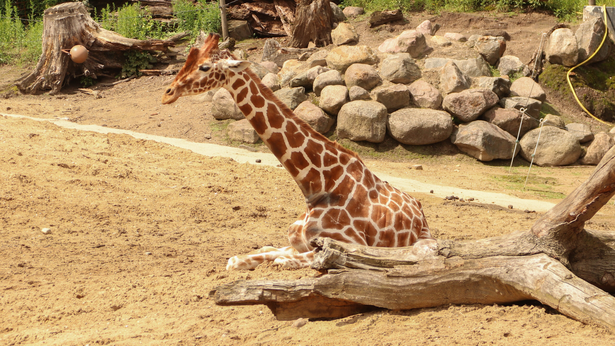 Hoe slapen dieren? - DierenPark Amersfoort