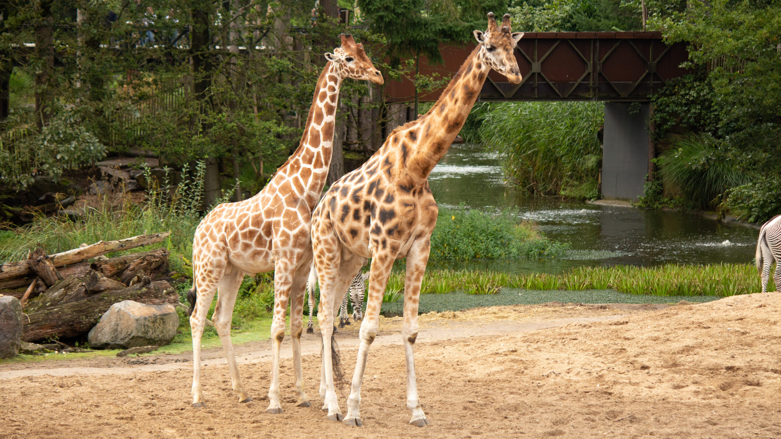 Hoe slapen dieren? - DierenPark Amersfoort