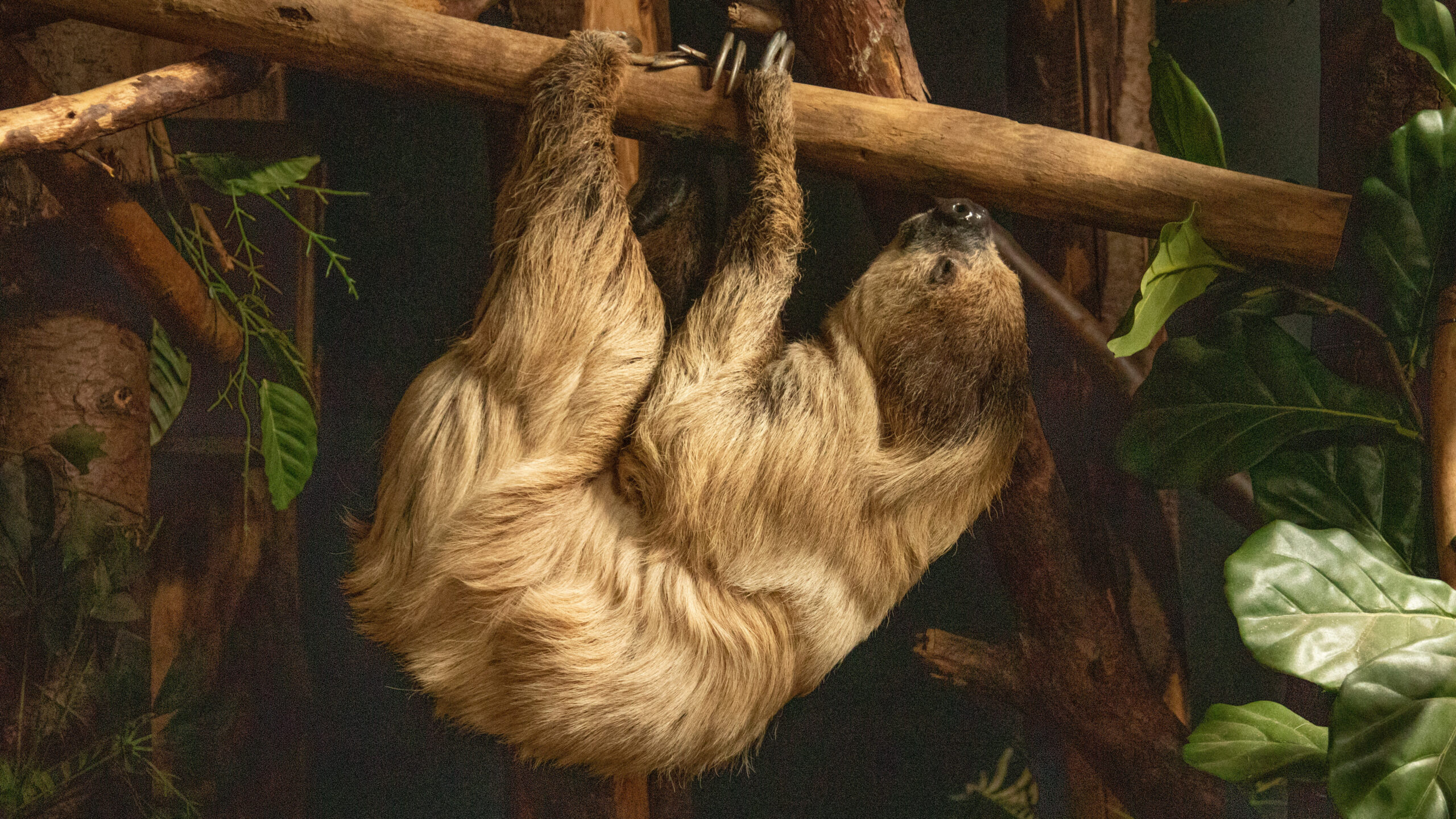 Hoe slapen dieren? - DierenPark Amersfoort