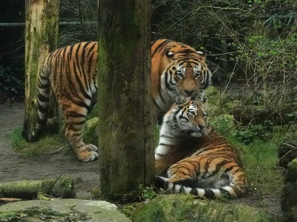 Tijgers succesvol aan elkaar geïbtroduceerd - DierenPark Amersfoort
