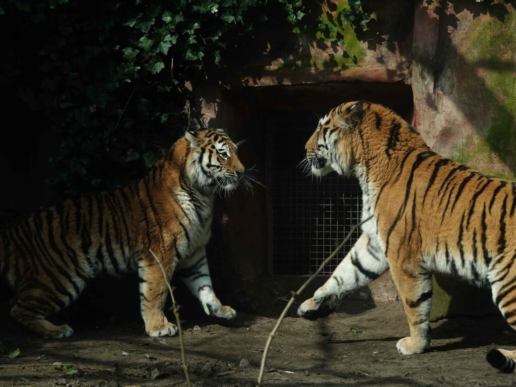 Tijgers succesvol aan elkaar geïbtroduceerd - DierenPark Amersfoort