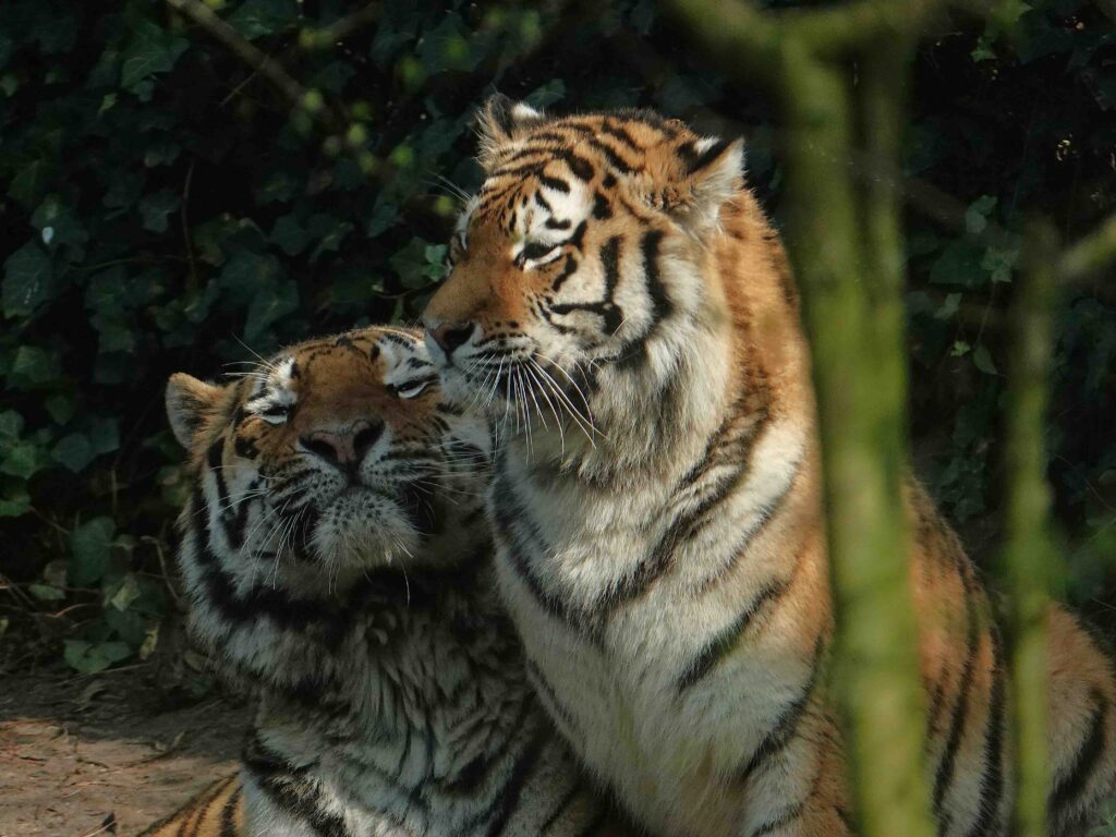 Tijgers succesvol aan elkaar geïbtroduceerd - DierenPark Amersfoort