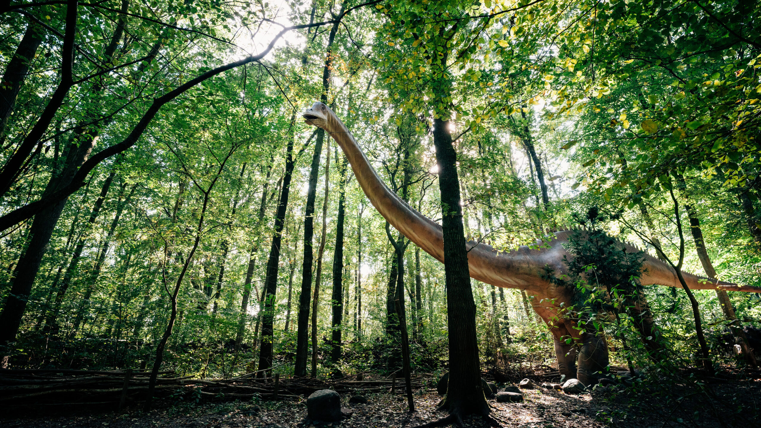 Blog | Pootafdrukken van dino’s: wat weten we erover? | DierenPark Amersfoort