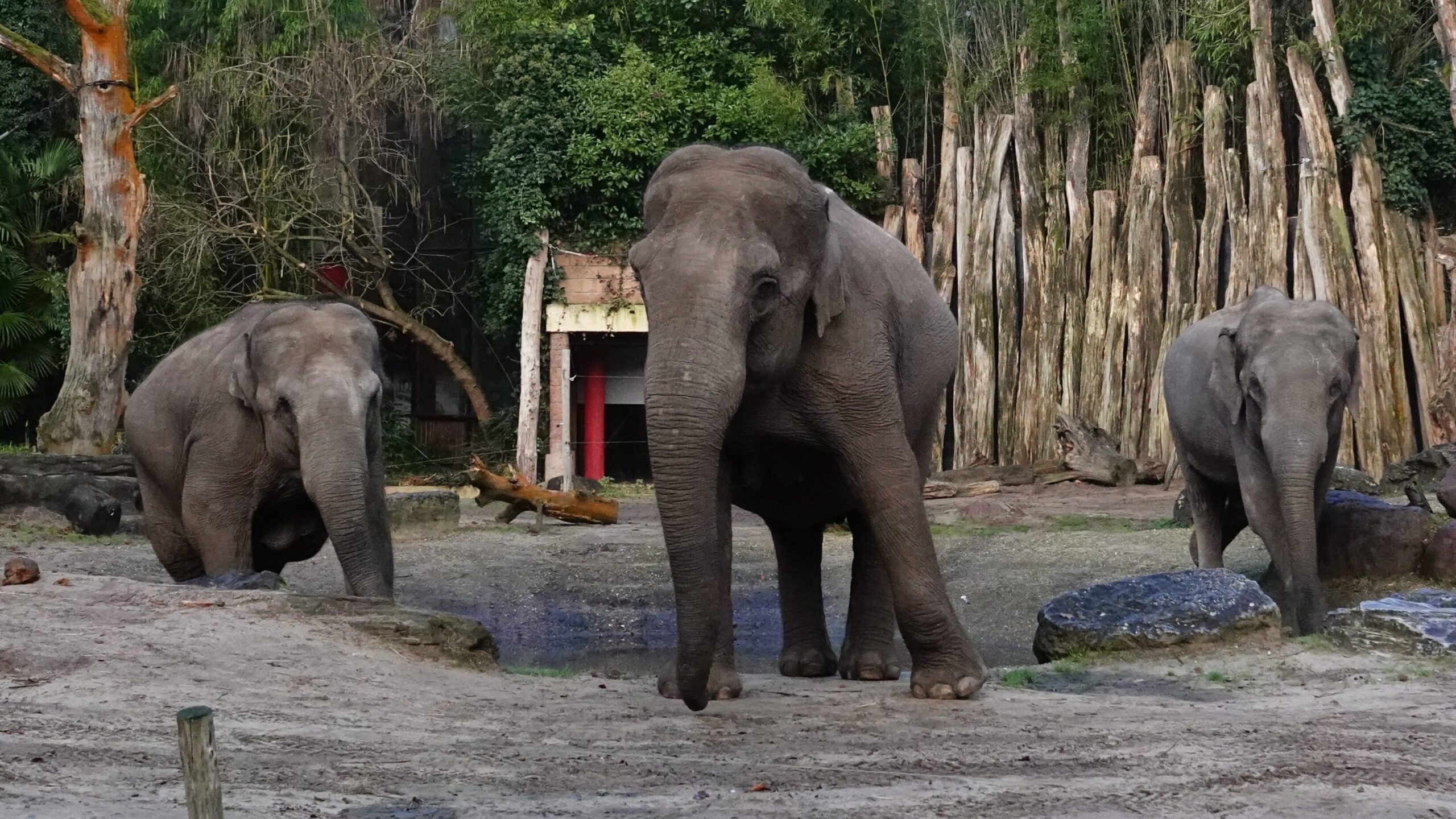 Blog | Dat is bijna vijf keer zo groot als de pootafdruk van een Aziatische olifant! | DierenPark Amersfoort