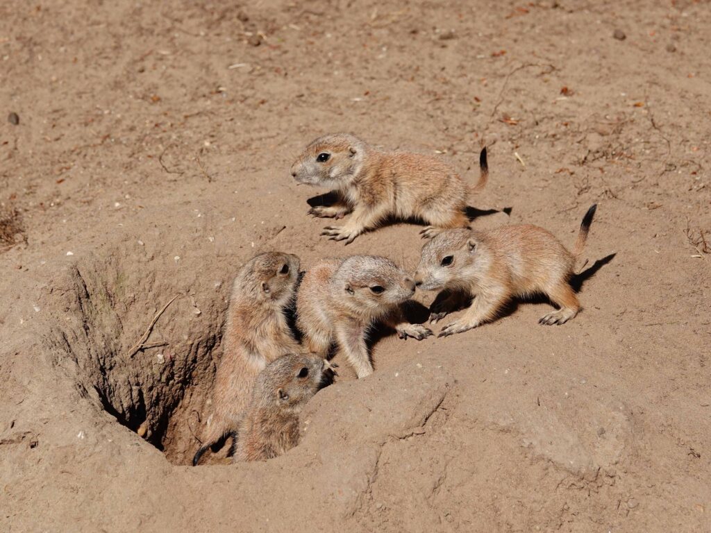 Tientallen prairiehondjes geboren in DierenPark Amersfoort