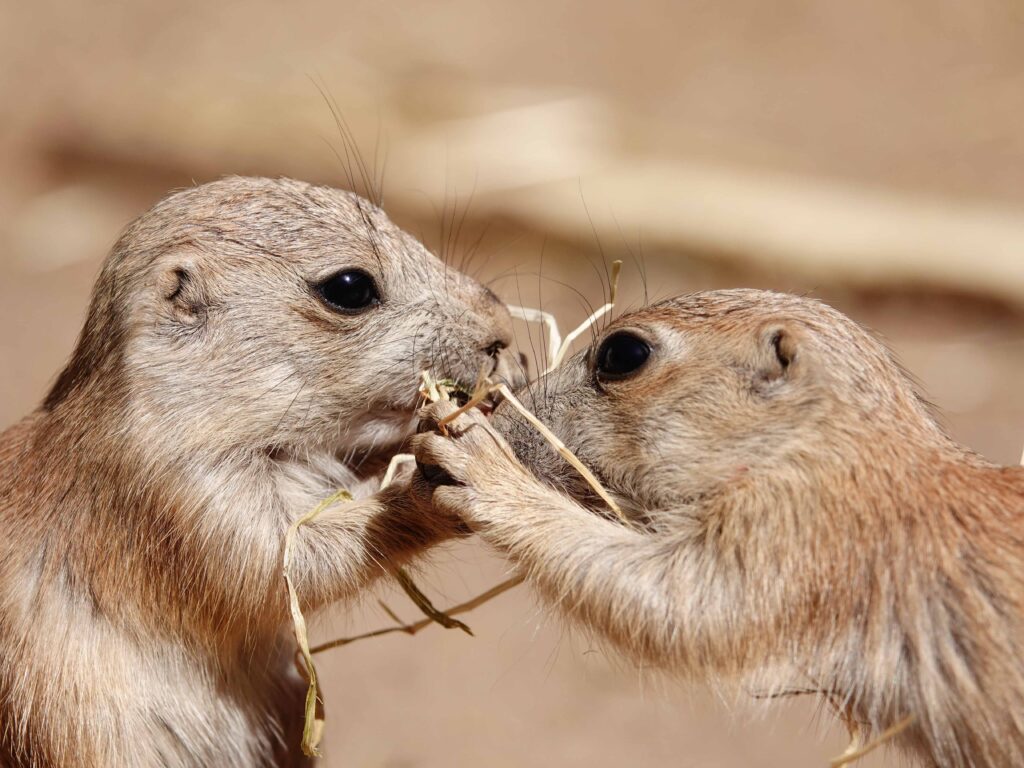 Tientallen prairiehondjes geboren in DierenPark Amersfoort