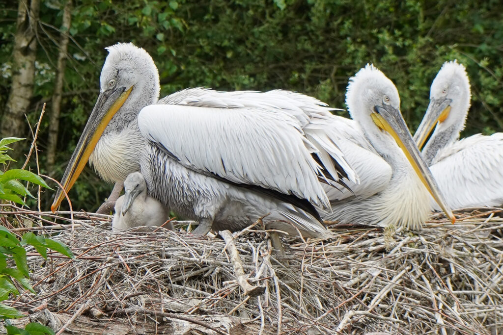 Kroeskoppelikaankuiken uit het ei gekropen in DierenPark Amersfoort