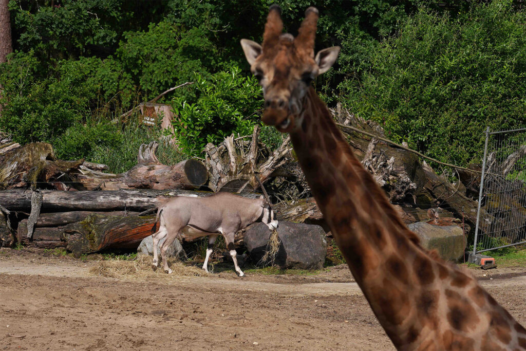 DierenPark Amersfoort verwelkomt een nieuwe, mannelijk beisa oryx