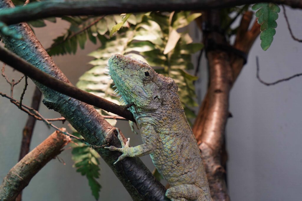 De valse kameleon kan net als een echte kameleon van kleur veranderen, maar krijgt geen felle kleuren.JPG