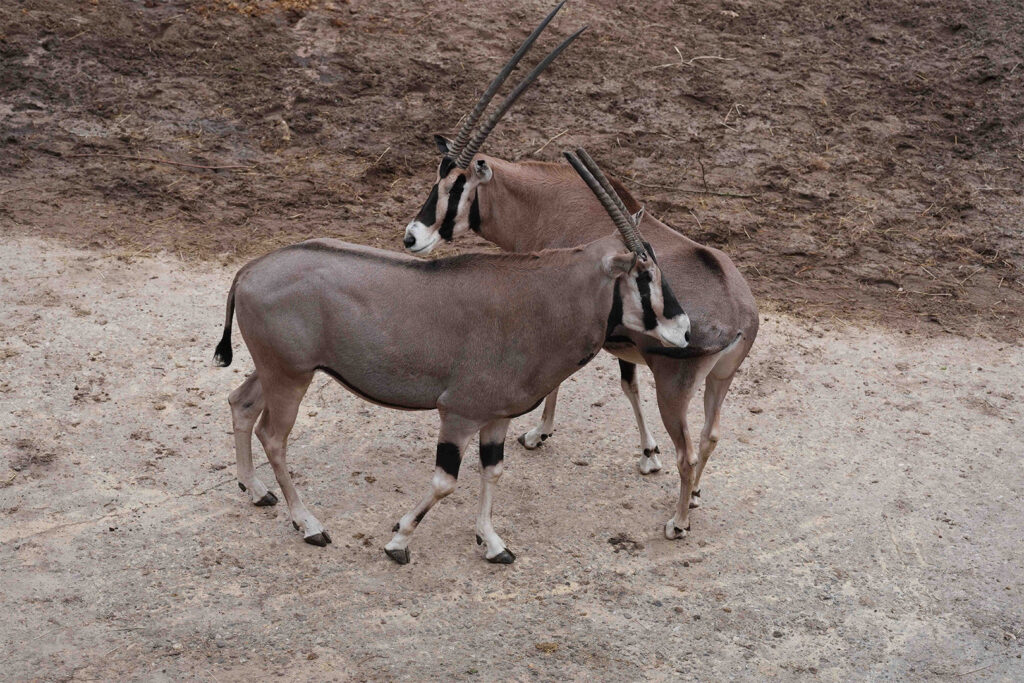 DierenPark Amersfoort verwelkomt een nieuwe, mannelijk beisa oryx