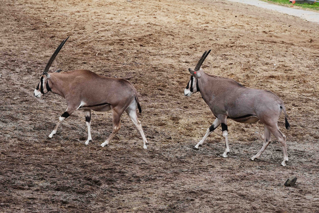 DierenPark Amersfoort verwelkomt een nieuwe, mannelijk beisa oryx