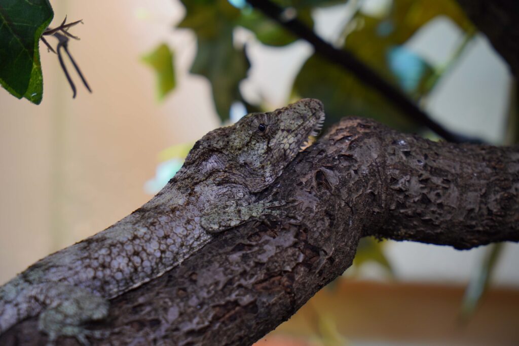Ondanks de naam is deze soort geen echte kameleon, maar een hagedis