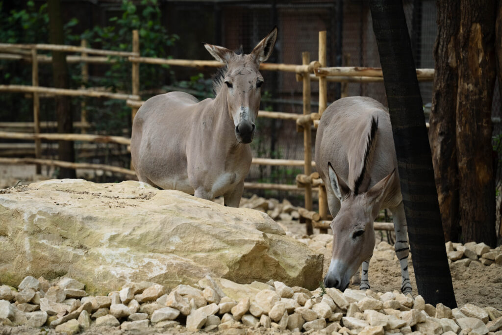 Zeer zeldzame Somalische wilde ezels vanaf nu te bewonderen in DierenPark Amersfoort
