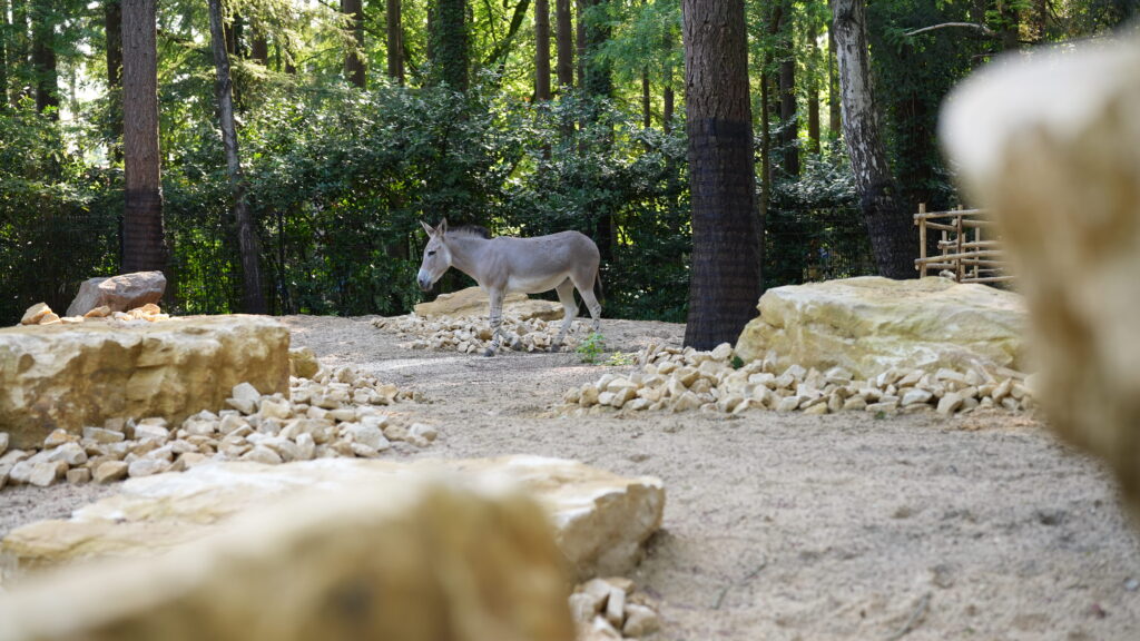 Somalische wilde ezels: alles over deze zeldzame diersoort - DierenPark Amersfoort