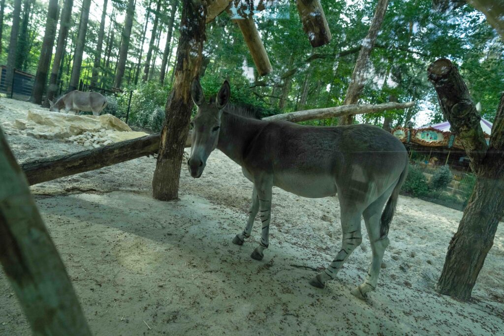 Zeer zeldzame Somalische wilde ezels vanaf nu te bewonderen in DierenPark Amersfoort
