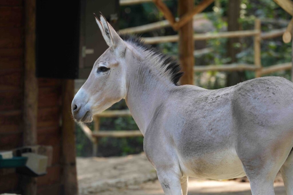 Zeer zeldzame Somalische wilde ezels vanaf nu te bewonderen in DierenPark Amersfoort