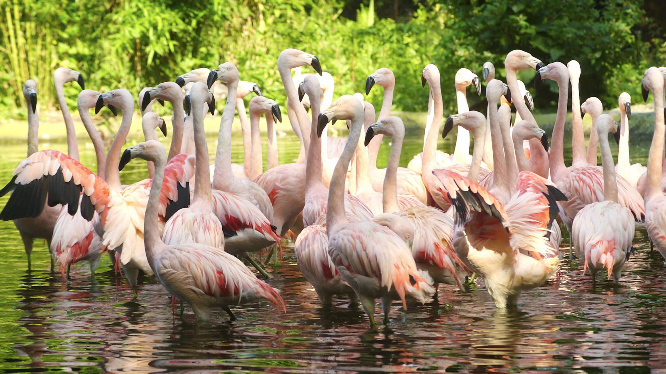Flamingo's