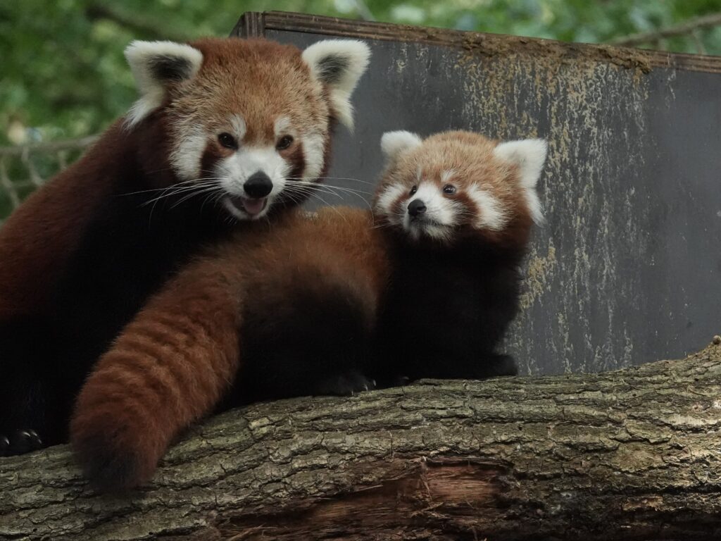 Rode pandajong geboren - DierenPark Amersfoort
