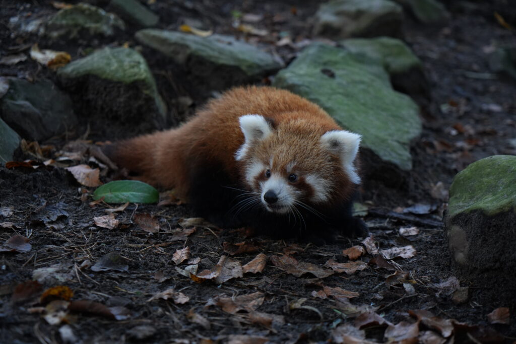 Rode pandajong geboren - DierenPark Amersfoort