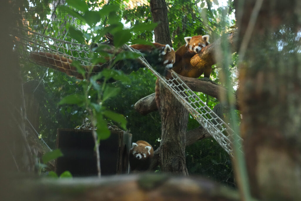 Rode pandajong geboren - DierenPark Amersfoort
