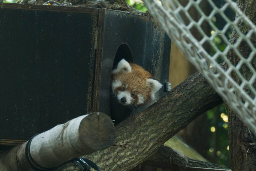 Rode pandajong geboren - DierenPark Amersfoort