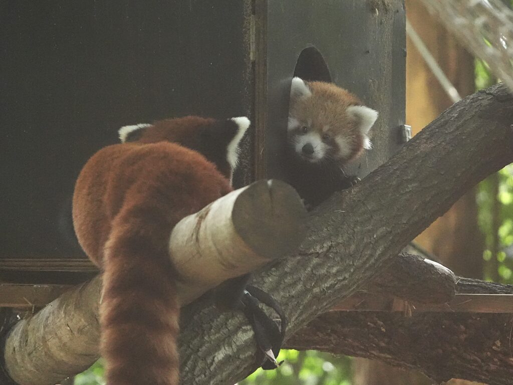 Rode pandajong Luma geboren in DierenPark Amersfoort